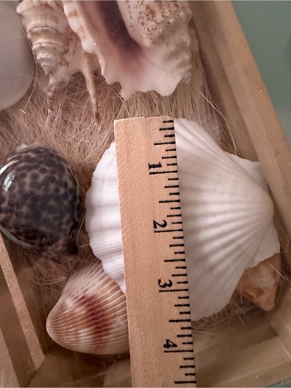 Coastal SeaShell Collection - Picture 9 of 13